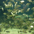 050-Busan-Aquarium