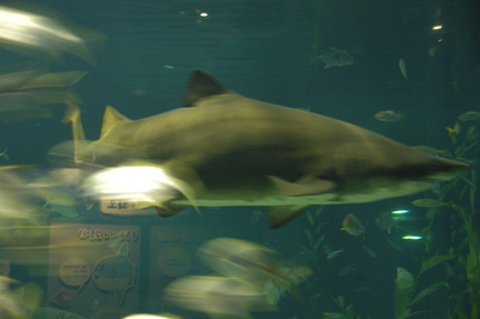 052-Busan-Aquarium