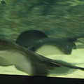 056-Busan-Aquarium