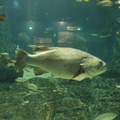 064-Busan-Aquarium