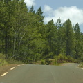 085-PineForest