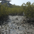 022-Mangroves