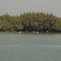 040-Pelicans
