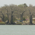 093-BaobabTrees.JPG