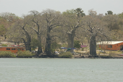 093-BaobabTrees