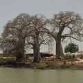 097-BaobabTrees