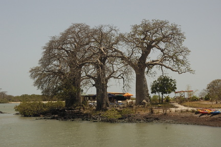 097-BaobabTrees