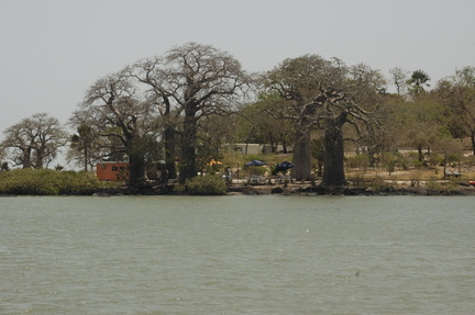 096-BaobabTrees