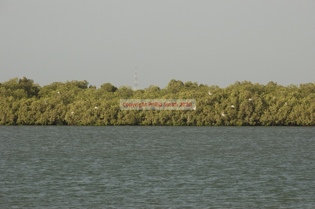 120-Mangroves