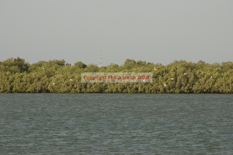 120-Mangroves.JPG