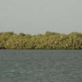 120-Mangroves