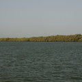 119-Mangroves