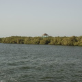 125-Mangroves