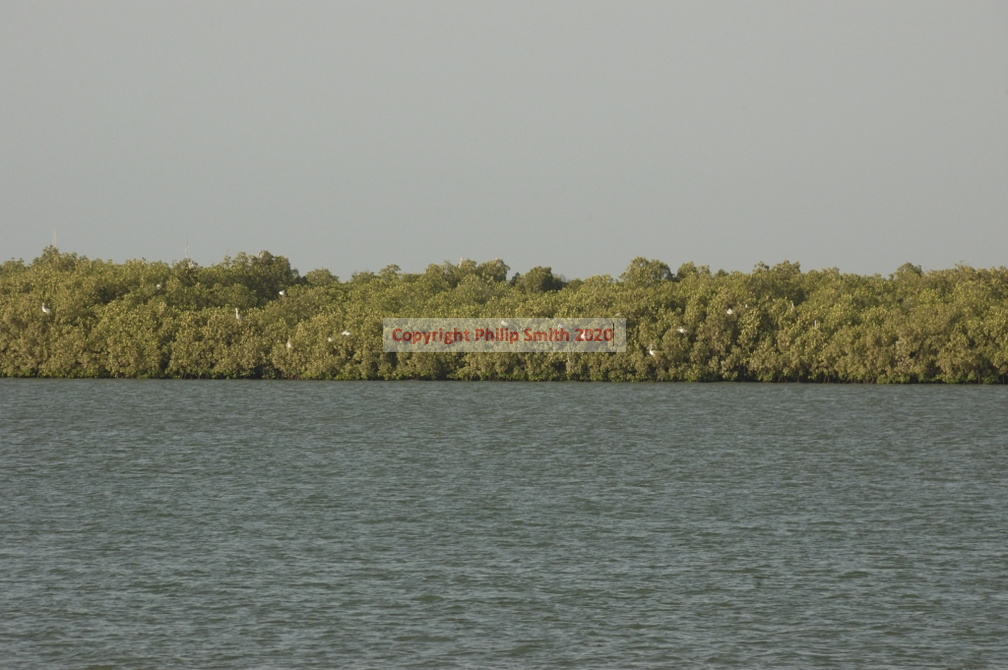 124-Mangroves