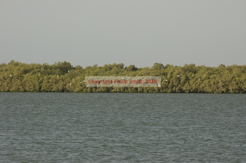 124-Mangroves.JPG