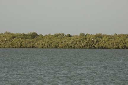 124-Mangroves