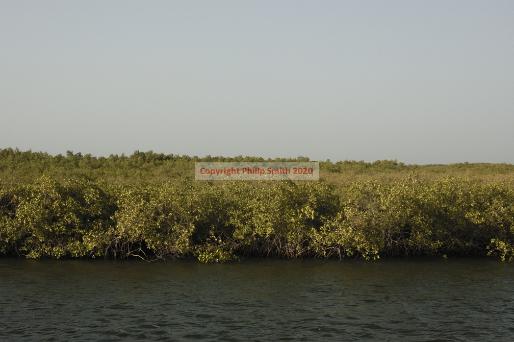 132-Mangroves