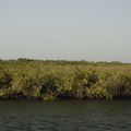 132-Mangroves.JPG