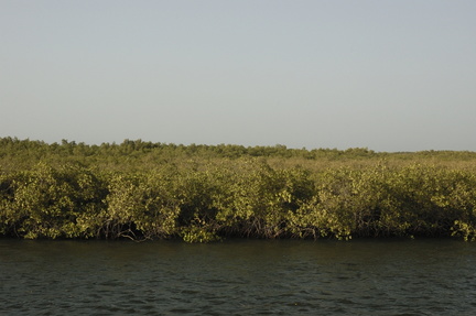 132-Mangroves