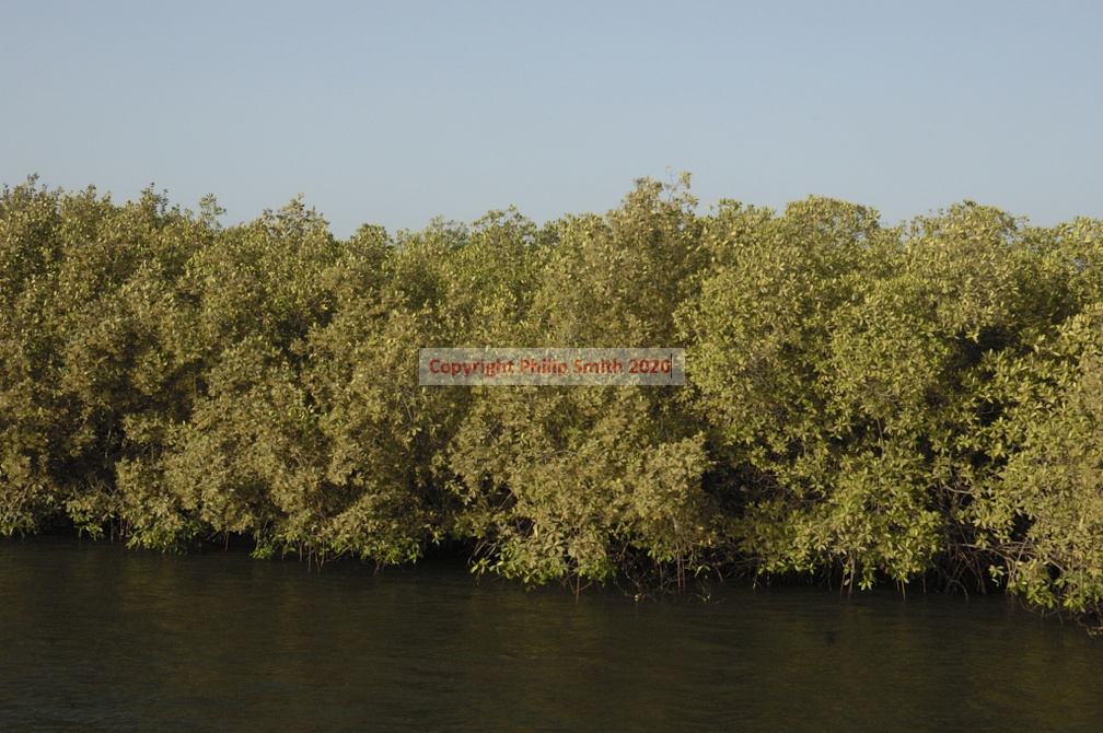 131-Mangroves
