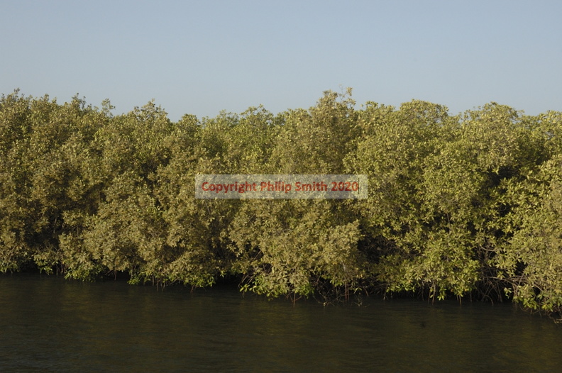131-Mangroves.JPG