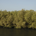 131-Mangroves.JPG