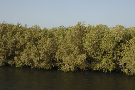 131-Mangroves