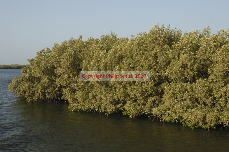 130-Mangroves