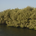130-Mangroves.JPG