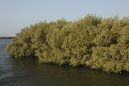 130-Mangroves