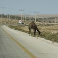 025-Camel