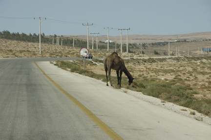 025-Camel