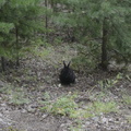 089-black-rabbit