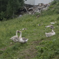 098-geese.JPG