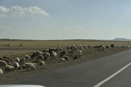 187-Sheep