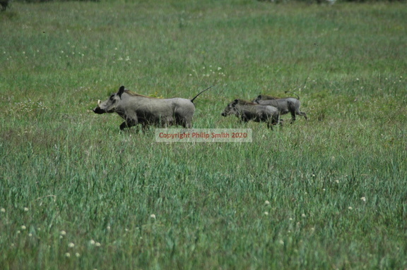 061-warthog-family
