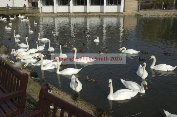 006-Swans